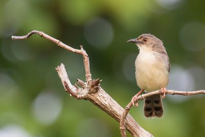 Whistling Cisticola - Fluitgraszanger - Cisticole siffleuse