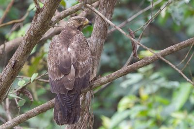 European Honey Buzzard - Wespendief - Bondrée apivore (j)