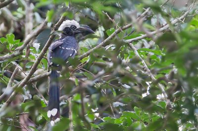 Eastern Long-tailed Hornbill - Witkuiftok - Calao  huppe blanche