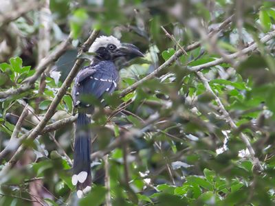 Eastern Long-tailed Hornbill - Witkuiftok - Calao à huppe blanche