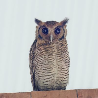 Fraser's Eagle-owl - Kleine Oehoe - Grand-duc  aigrettes