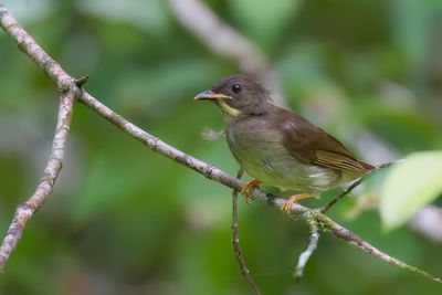 Yellow-whiskered Greenbul - Geelbaardbuulbuul - Bulbul à moustaches jaunes