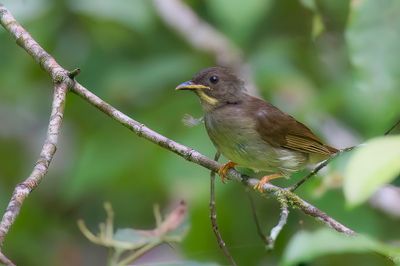 Yellow-whiskered Greenbul - Geelbaardbuulbuul - Bulbul  moustaches jaunes