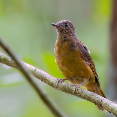 Fraser's Rufous Thrush - Frasers Kortpootlijster - Stizorhin de Fraser