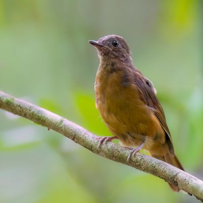 Fraser's Rufous Thrush - Frasers Kortpootlijster - Stizorhin de Fraser