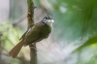 Eastern Bearded Greenbul - Cassins Baardbuulbuul - Bulbul  dos vert