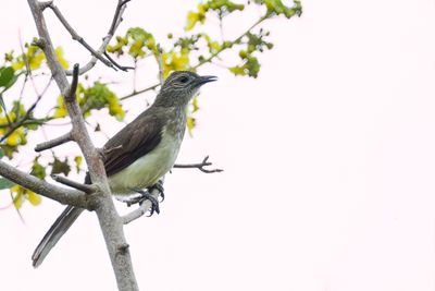Swamp Palm Bulbul - Moerasbuulbuul - Bulbul des raphias