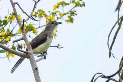 Swamp Palm Bulbul - Moerasbuulbuul - Bulbul des raphias