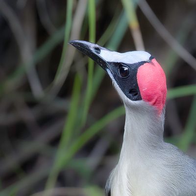 Grey-necked Rockfowl - Grijsnekkaalkopkraai - Picatharte du Cameroun