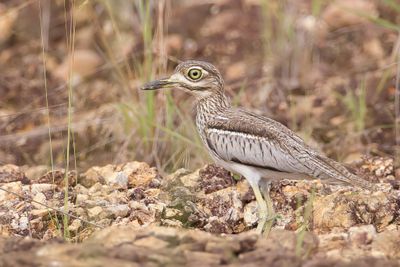Water Thick-knee - Watergriel - Oedicnème vermiculé