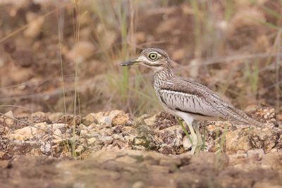 Water Thick-knee - Watergriel - Oedicnme vermicul