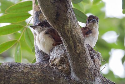 Black-and-white Shrike-flycatcher - Zwart-witte Klauwiervliegenvanger - Bias musicien (fledglings)