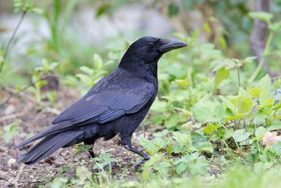 Birds of United Kingdom