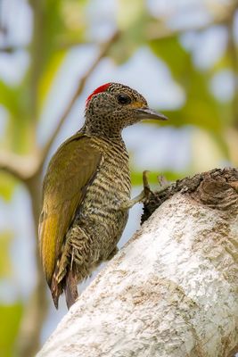Little Green Woodpecker - Goudrugspecht - Pic barré