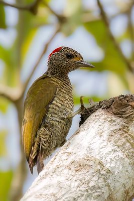 Little Green Woodpecker - Goudrugspecht - Pic barr