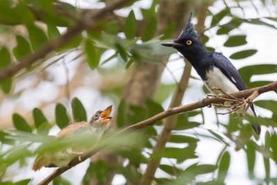 Black-and-white Shrike-flycatcher - Zwart-witte Klauwiervliegenvanger - Bias musicien (m)