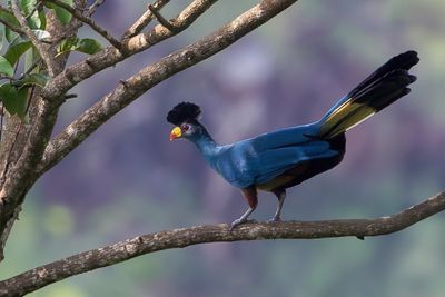 Great Blue Turaco - Reuzentoerako - Turaco Gigante