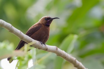 Carmelite Sunbird - Karmeliethoningzuiger - Souimanga carmélite (m)