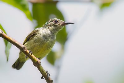 Collared Sunbird - Halsbandhoningzuiger - Souimanga  collier (j)