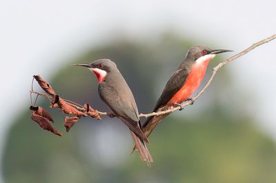 Rosy Bee-eater - Roze Bijeneter - Gupier gris-rose