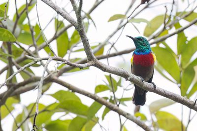 Tiny Sunbird - Kabouterhoningzuiger - Souimanga minule (m)