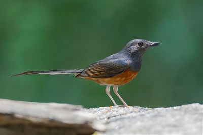 White-rumped Shama - Shamalijster - Shama  croupion blanc (f)