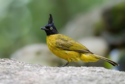 Black-crested Bulbul - Zwartkuifbuulbuul - Bulbul  huppe noire