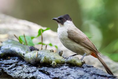 Sooty-headed Bulbul - Roetkopbuulbuul - Bulbul cul-d'or