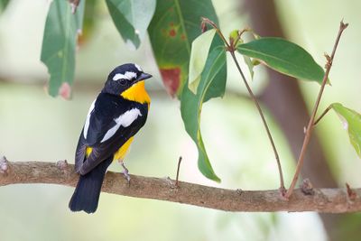 Yellow-rumped Flycatcher - Driekleurenvliegenvanger - Gobemouche  croupion jaune (m)