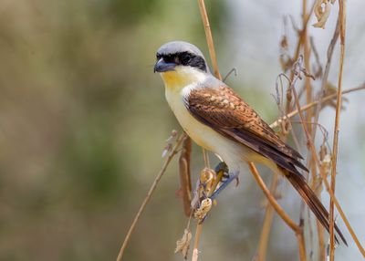 Tiger Shrike - Tijgerklauwier - Pie-griche tigrine