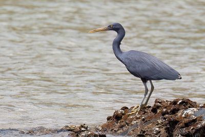 Pacific Reef Heron - Oostelijke Rifreiger - Aigrette sacre