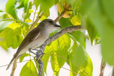 Mangrove Whistler - Mangrovefluiter - Siffleur cendr