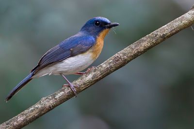 Indochinese Blue Flycatcher - Indochinese Niltava - Gobemouche d'Indochine (m)