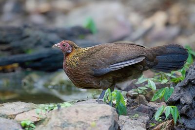 Red Junglefowl - Bankivahoen - Coq bankiva (f)