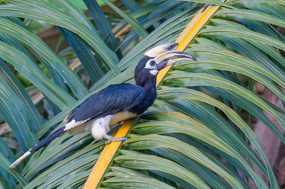 Oriental Pied Hornbill - Bonte Neushoornvogel - Calao pie