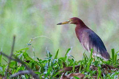 Chinese Pond Heron - Chinese Ralreiger - Crabier chinois