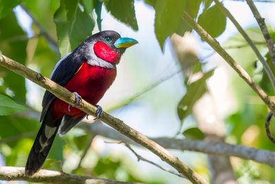 Black-and-red Broadbill - Zwart-rode Hapvogel - Eurylaime rouge et noir