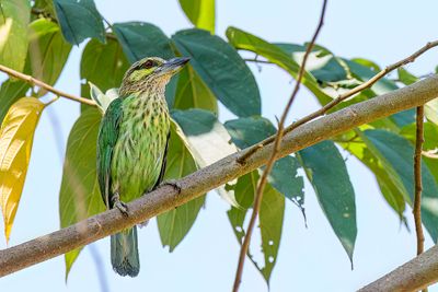 Green-eared Barbet - Groenoorbaardvogel - Barbu grivel