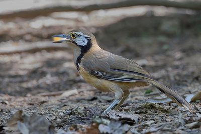 Greater Necklaced Laughingthrush - Borstbandlijstergaai - Garrulaxe  plastron