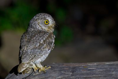 Oriental Scops Owl - Oosterse Dwergooruil - Petit-duc d'Orient