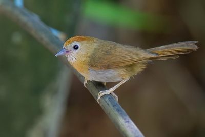 Rufous-fronted Babbler - Humes Boomtimalia - Timalie  front roux