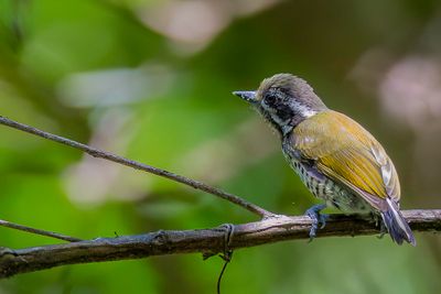 Speckled Piculet - Aziatische Dwergspecht - Picumne tachet