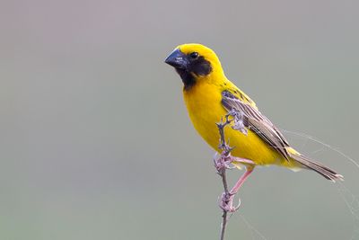 Asian Golden Weaver - Geelbuikbayawever - Tisserin dor (m)