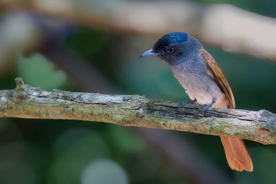 Blyth's Paradise Flycatcher - Orientaalse Paradijsmonarch - Tchitrec de Blyth (f)