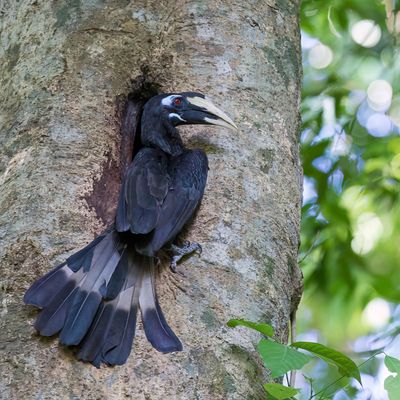 Bushy-crested Hornbill - Zwartkuifneushoornvogel - Calao largup (f)