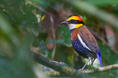 Malayan Banded Pitta - Maleise Blauwstaartpitta - Brve d'Irne (m)