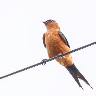 Rufous-bellied Swallow - Roodbuikzwaluw - Hirondelle baie