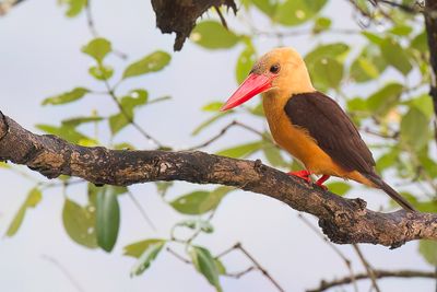 Brown-winged Kingfisher - Bruinvleugelijsvogel - Martin-chasseur  ailes brunes