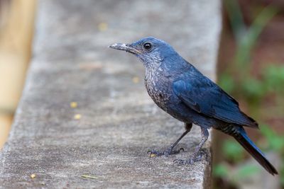 Blue Rock Thrush - Blauwe Rotslijster - Monticole bleu