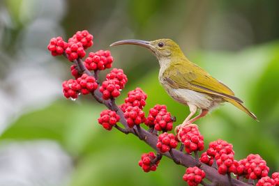 Grey-breasted Spiderhunter - Maleise Grijsborstspinnenjager - Arachnothre modeste